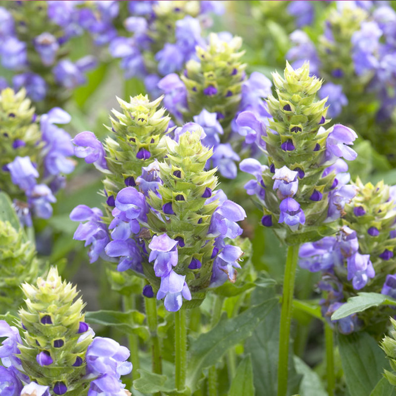 Large self-heal - Prunella grandiflora