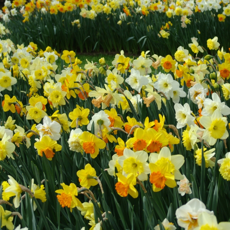 3045 Large Cupped Daffodil mix