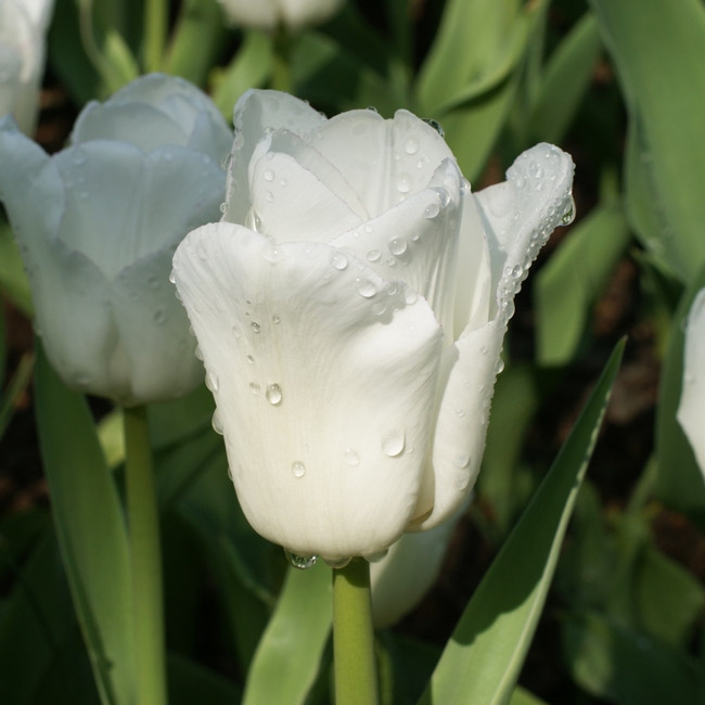 nb-tulipa-calgary-01 Tulip Calgary