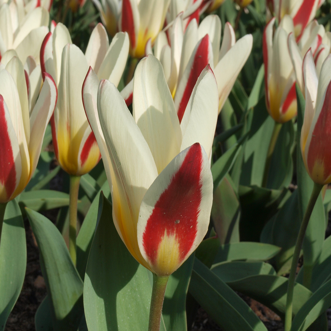 Tulipa The First