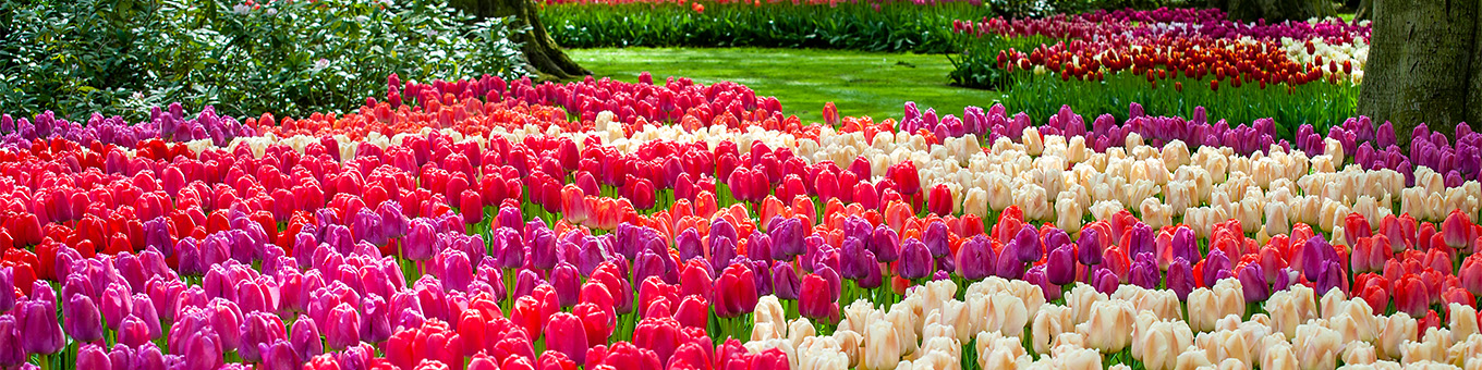 Keukenhof 2025 – Experience the Magic of Flowers!