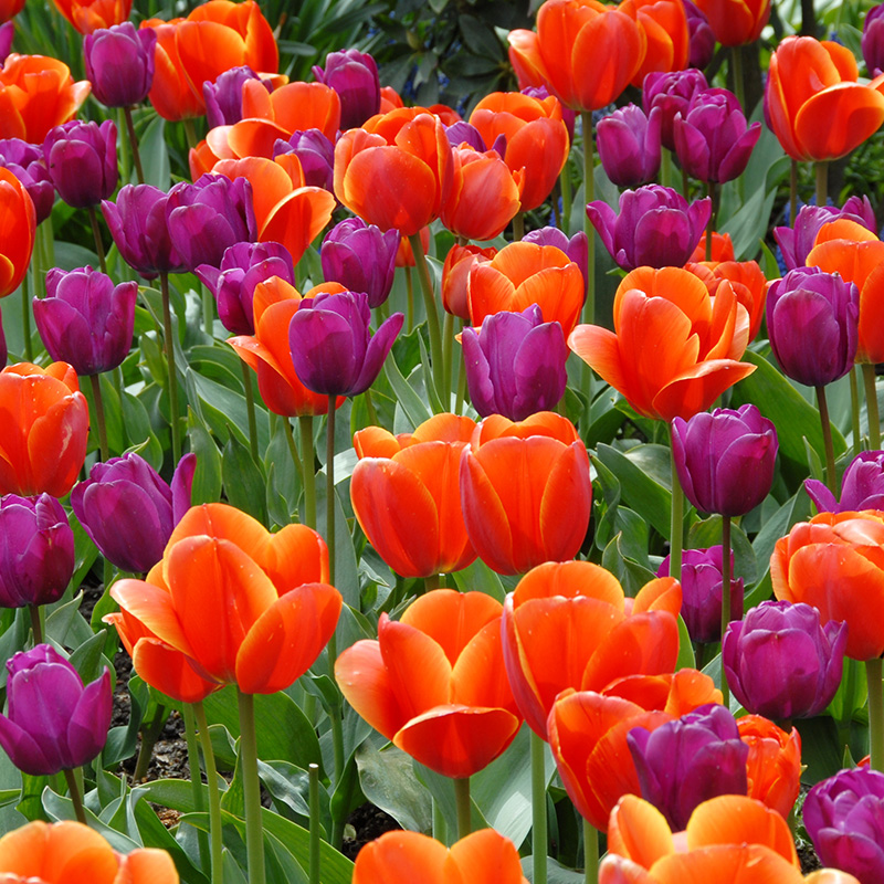 2010-Tulipa-Ad-Rem-03