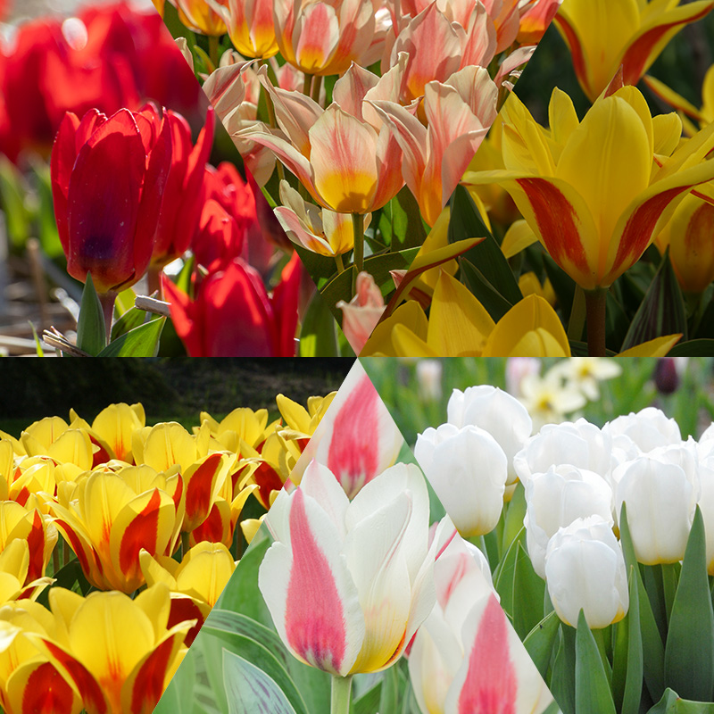 Early Blooming Tulip Collection