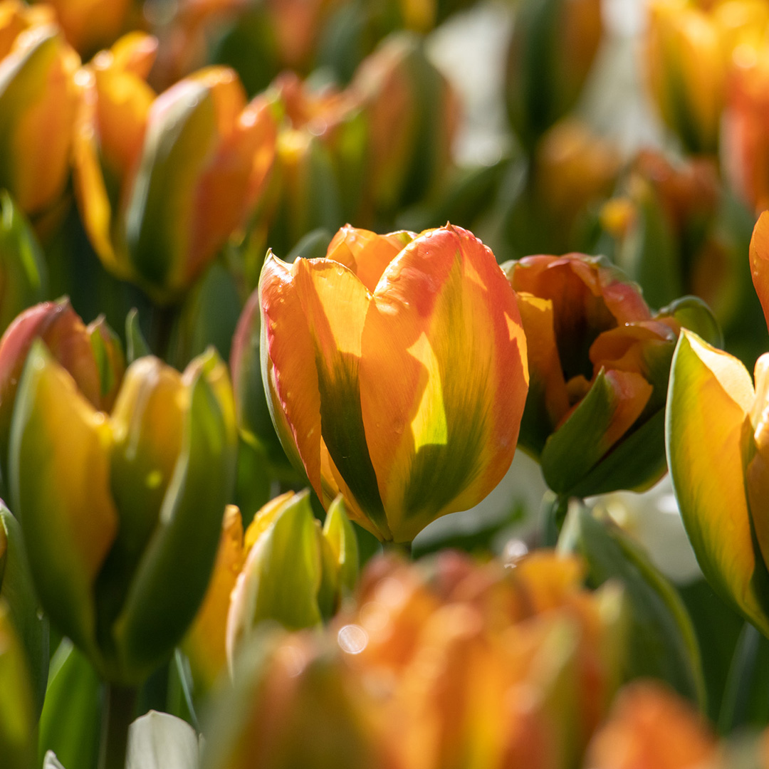 Tulip Orange Marmelade Tulip Orange Marmelade
