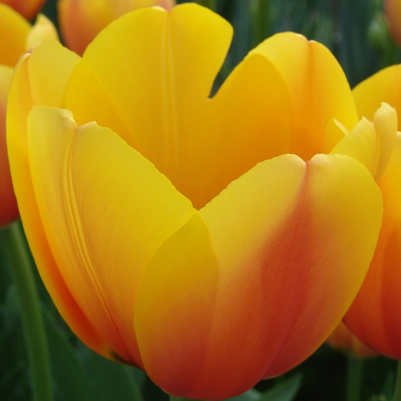 2570 Tulip World Peace