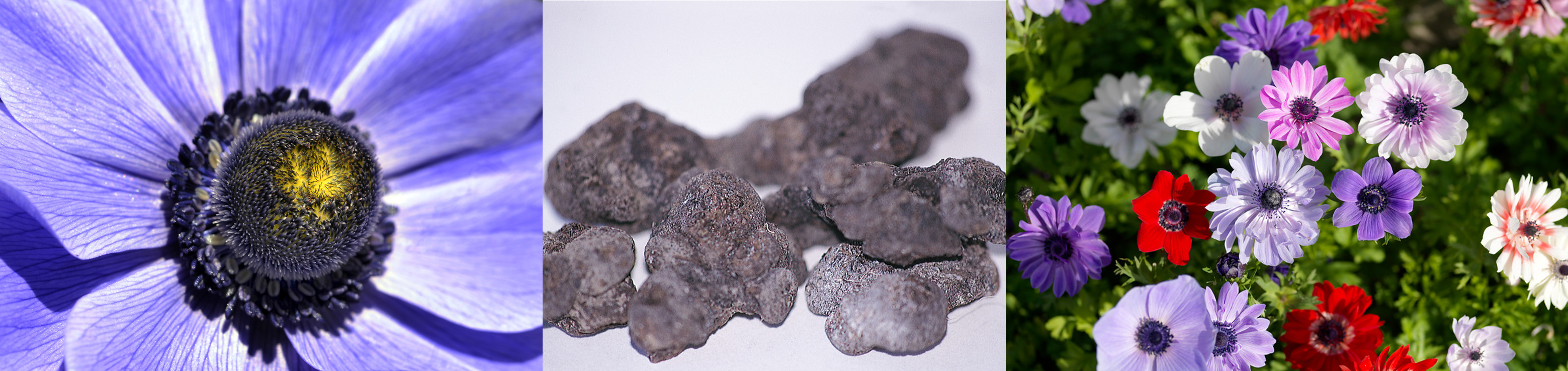 AnemonenydA1jF6SViLeP