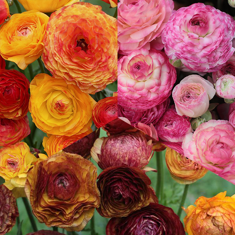 Bulb Collection "Ranunculus Picotee"