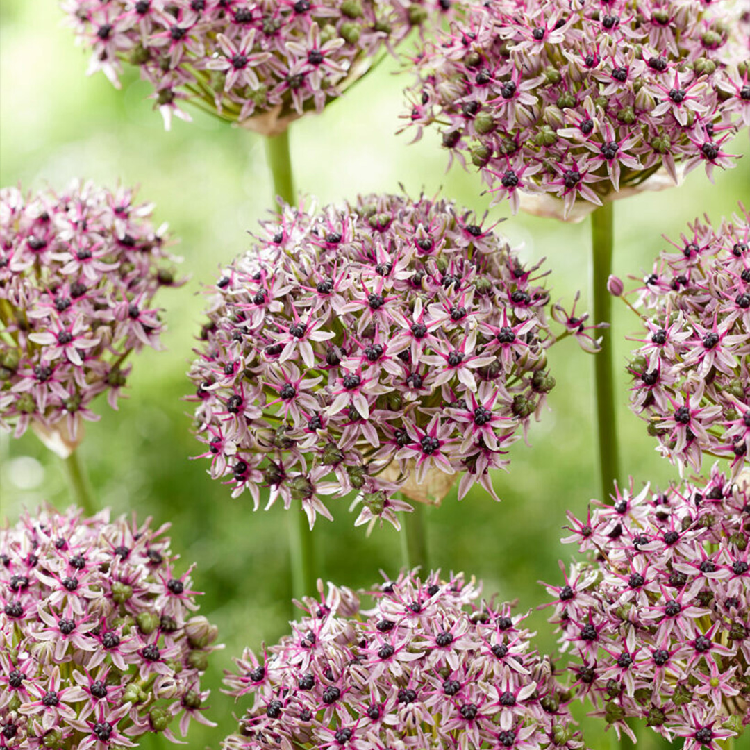 Allium Starlight Allium Starlight