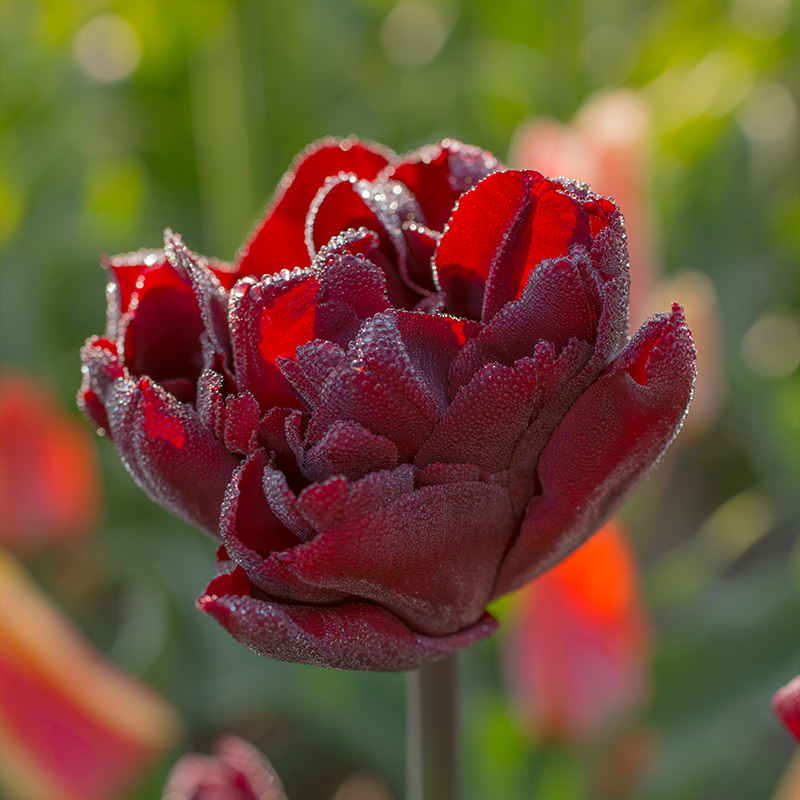 2026-Tulipa-Palmyra Tulip Palmyra®