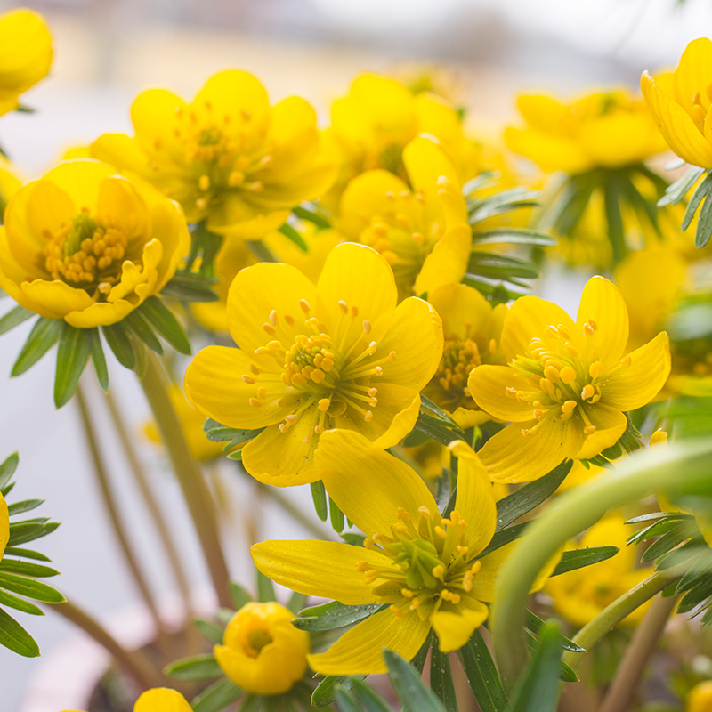 5511-Eranthis-cilicica