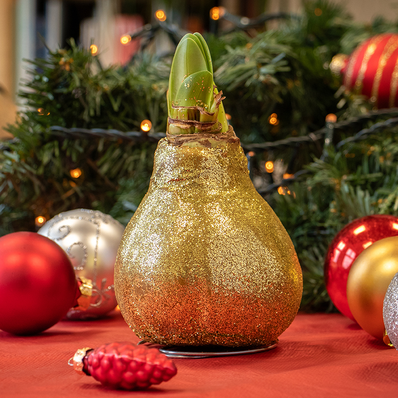Wax Amaryllis Glitterz Goud in Koker