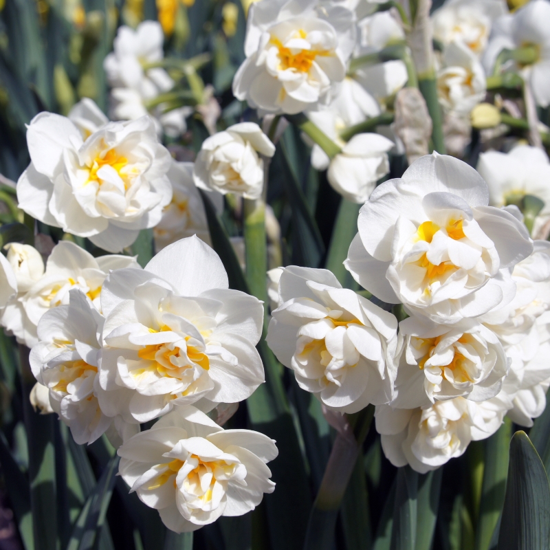 3010 Narcissus Bridal Crown