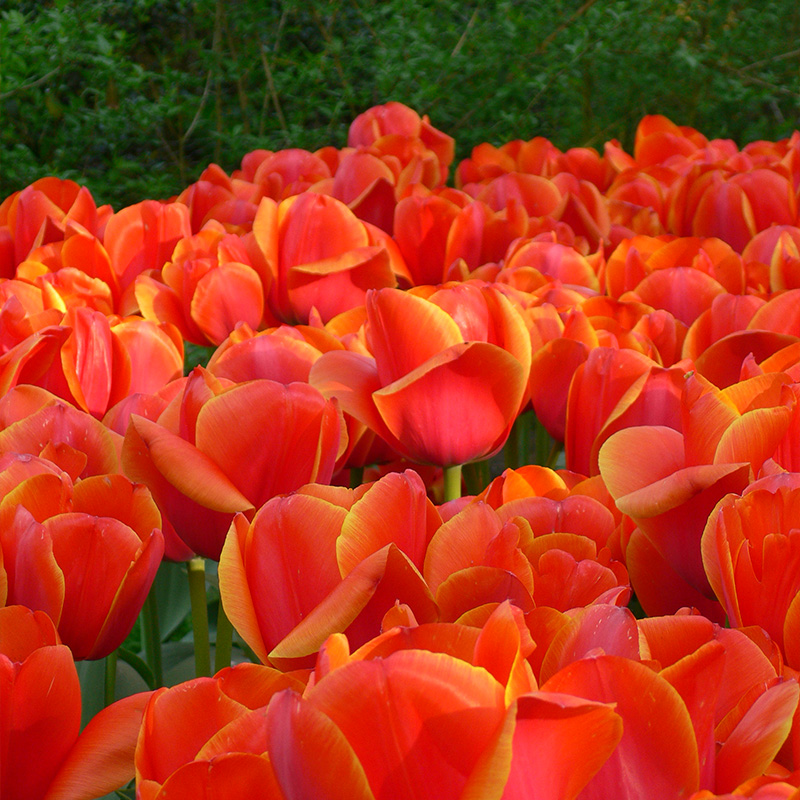 2010-Tulipa-Ad-Rem-02