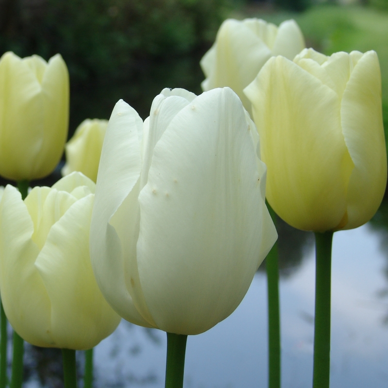 Tulip Maureen