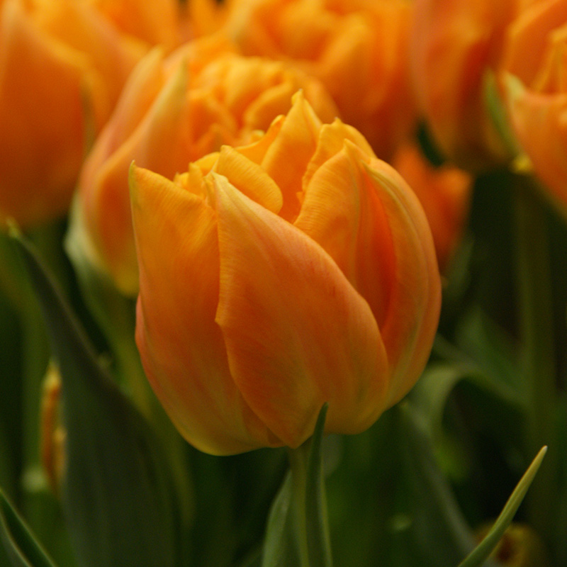 2421-Tulipa-Orca Tulip Orca®
