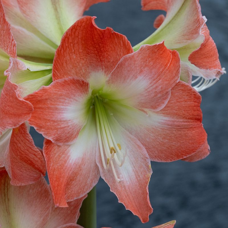 Amaryllis Striped