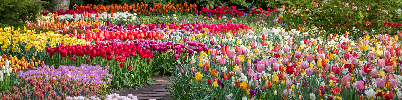 Keukenhof 2025 – Beleef de magie van bloemen! Keukenhof%202025-main.jpg