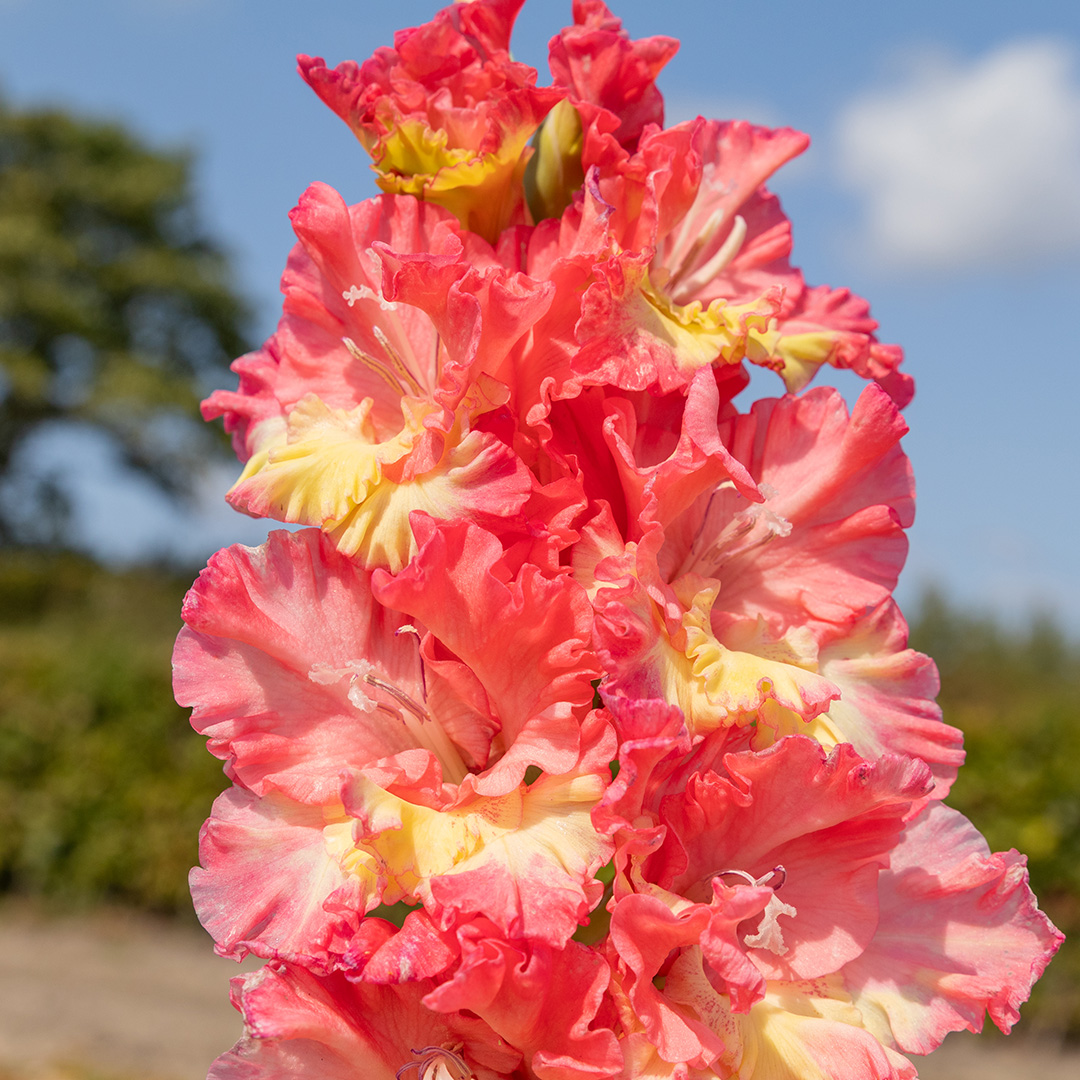 Gladiolus Mango Muse
