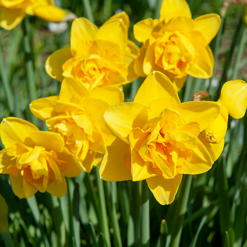 3120-Narcissus-Dick-Wilden-02 Narcissus Dick Wilden