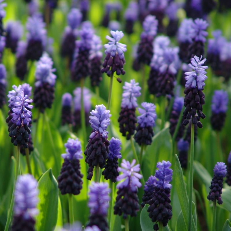 6225 Muscari latifolium
