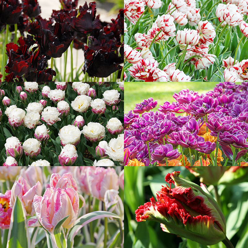 Exclusive Tulip Bulb Collection