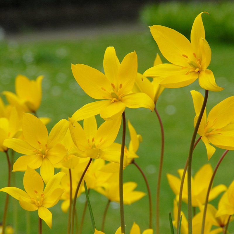 XL-Pack Tulip sylvestris - wild native tulip