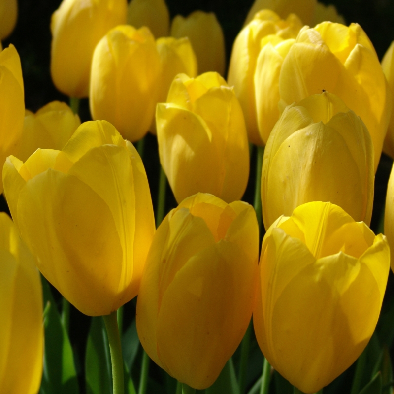 2070 Tulip Big Smile