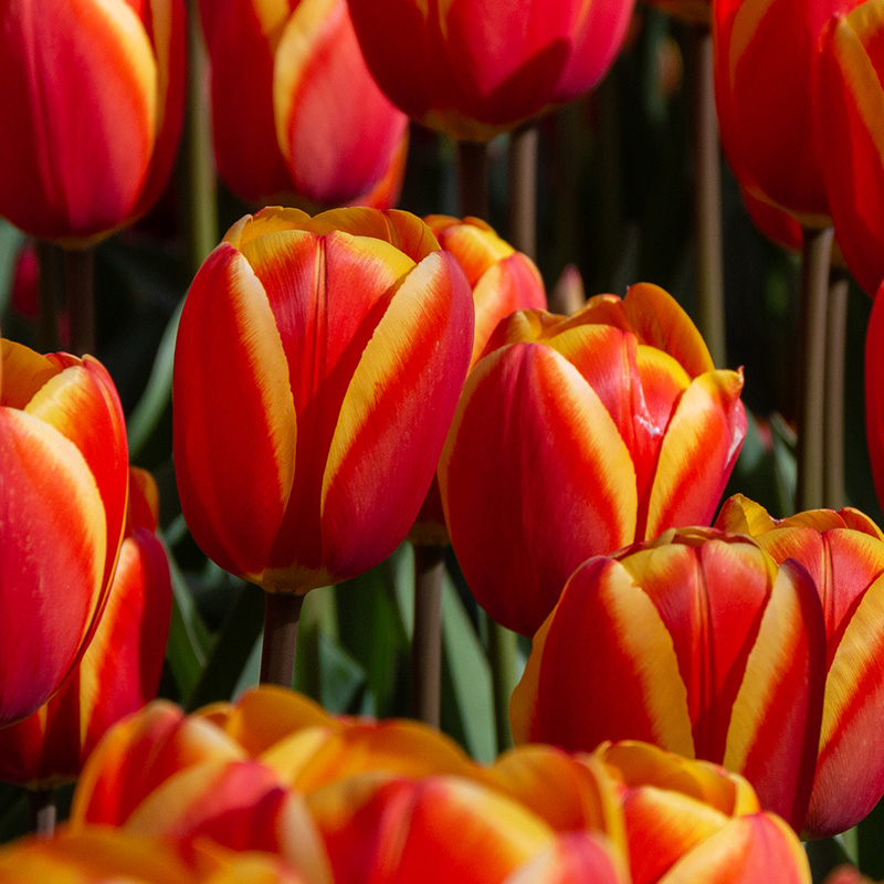 2575-Tulipa-Worlds-Favourite Tulip World's Favourite