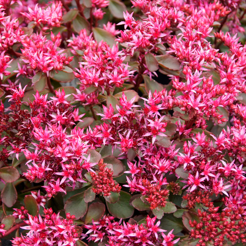 Sedum spur. 'Fuldaglut'