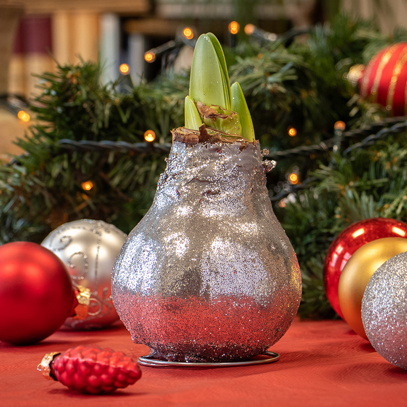 Wax Amaryllis Glitterz Zilver in Koker