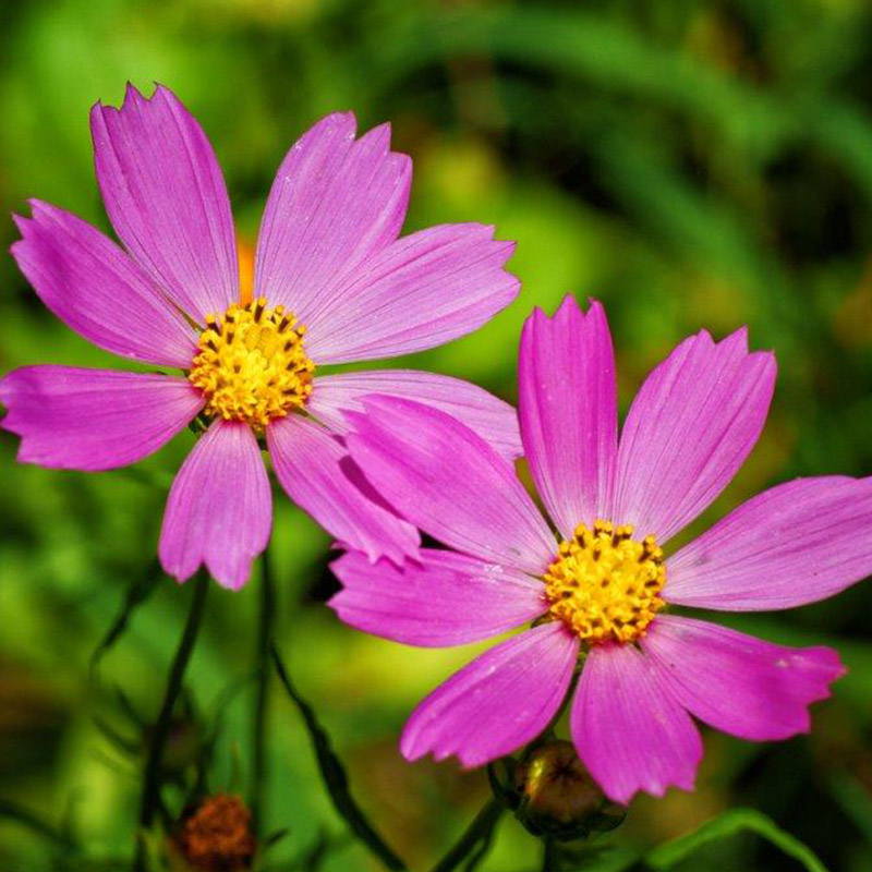 Cosmos Flamingo