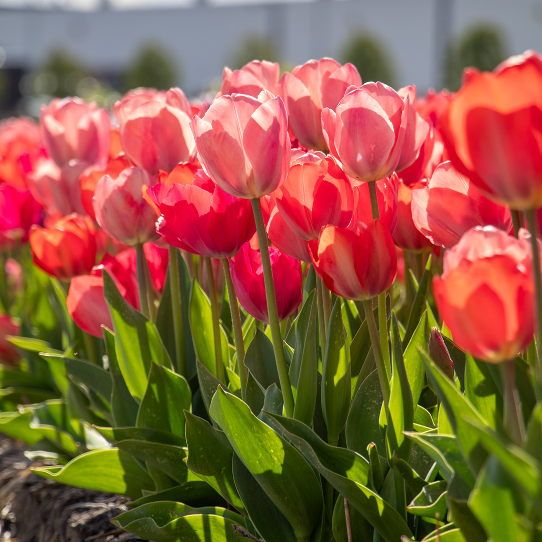 Tulip mix "Van Eijk"
