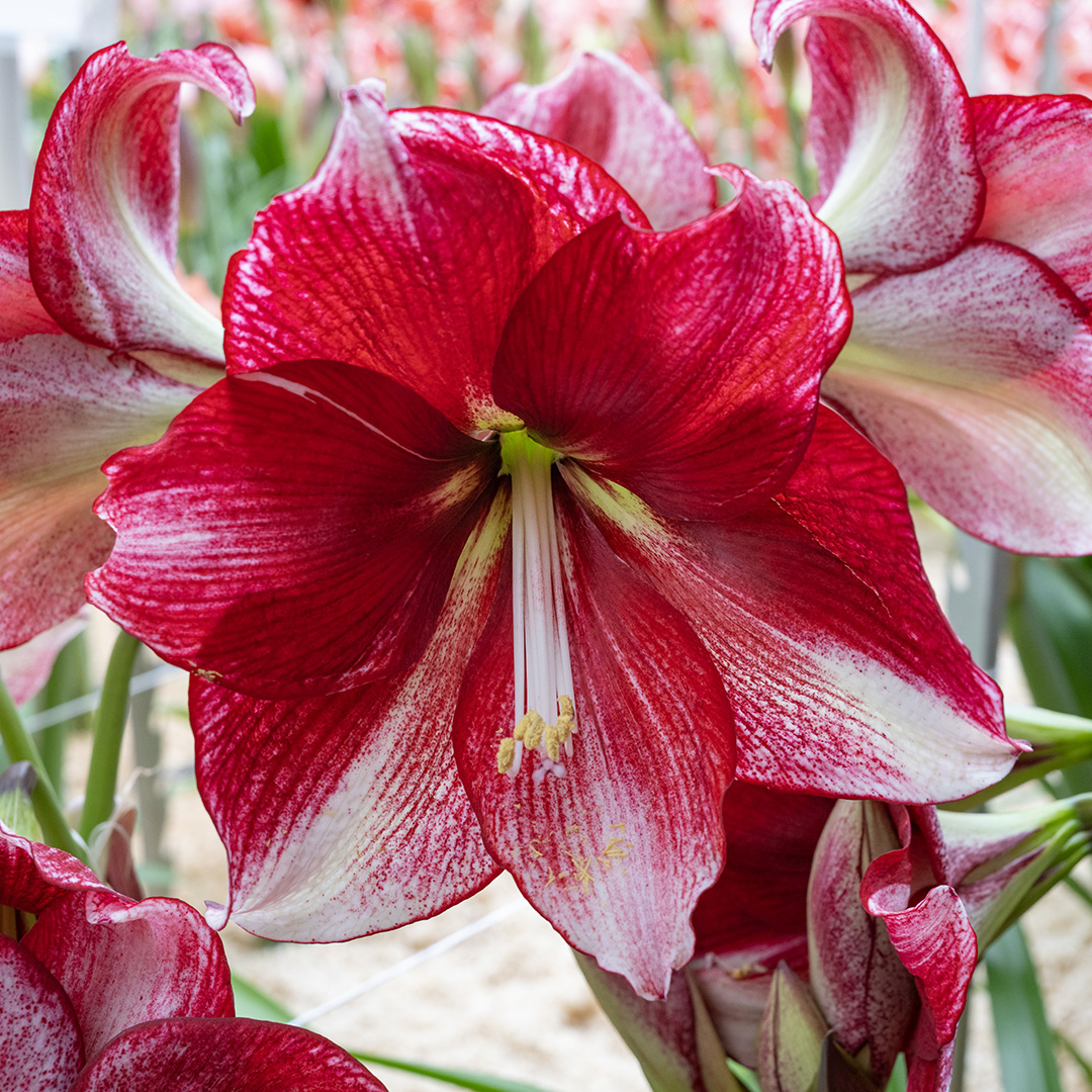 Amaryllis American Dream®