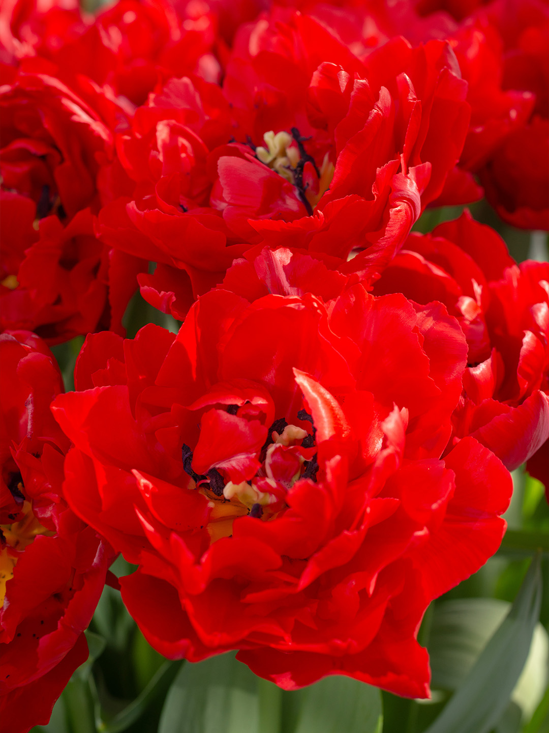 Tulip Verona Love