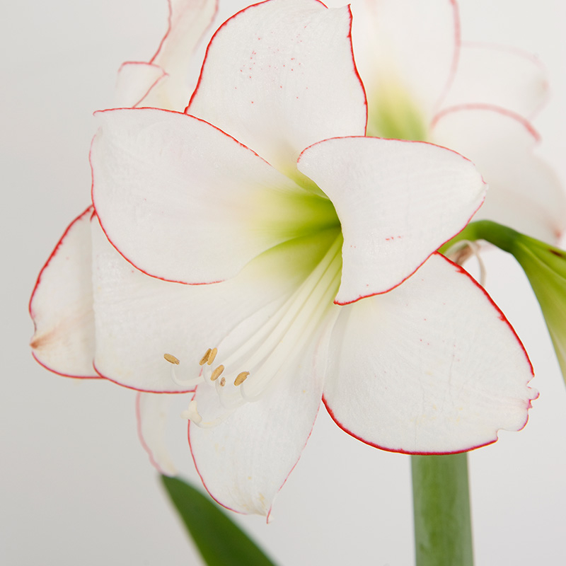 Amaryllis Picotee