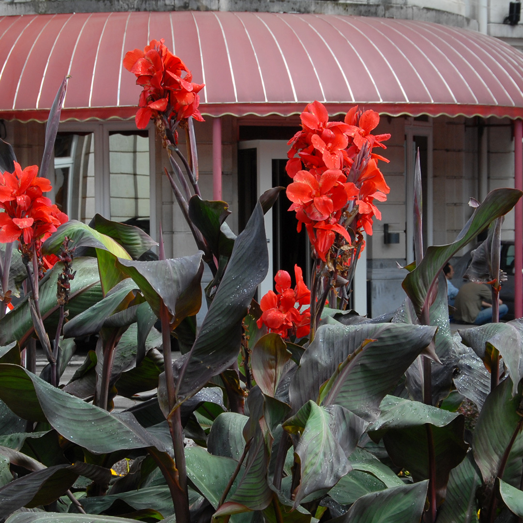 Canna Black Knight