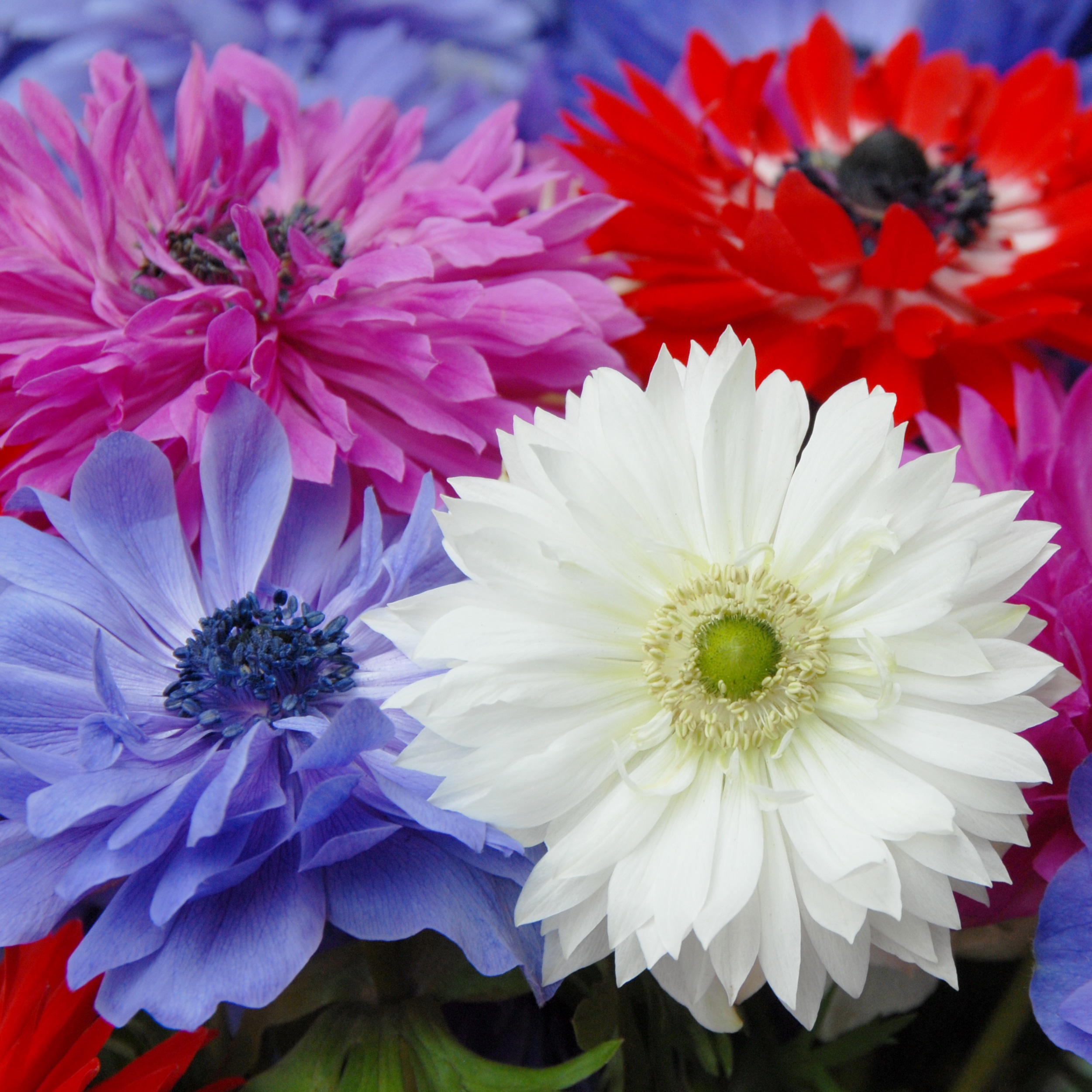 anemone_coronaria_st_brigid_1_800x800_1