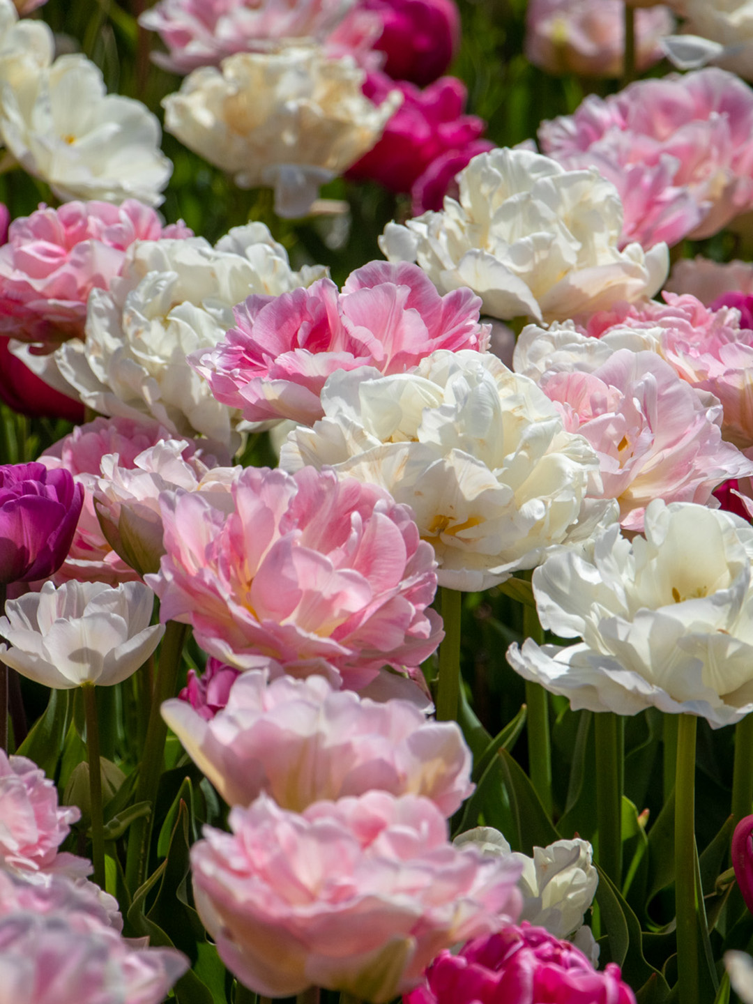 Collectie-May-Romance-02