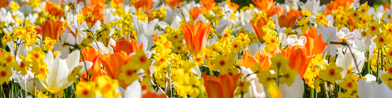 Spring Party: Plant your spring garden in the fall!