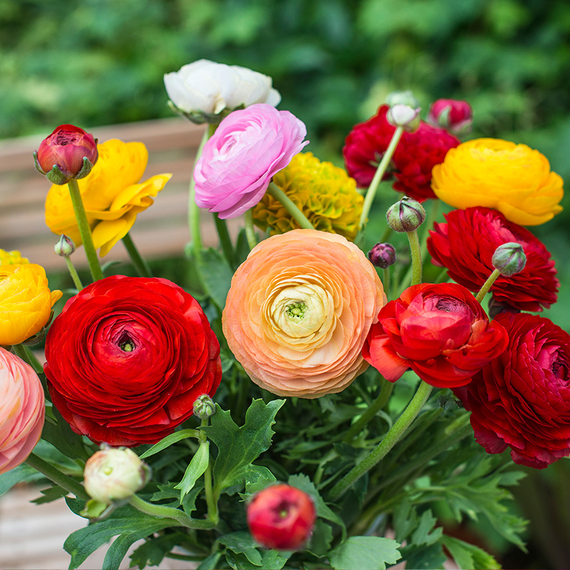 Ranunculus Aviv mixed