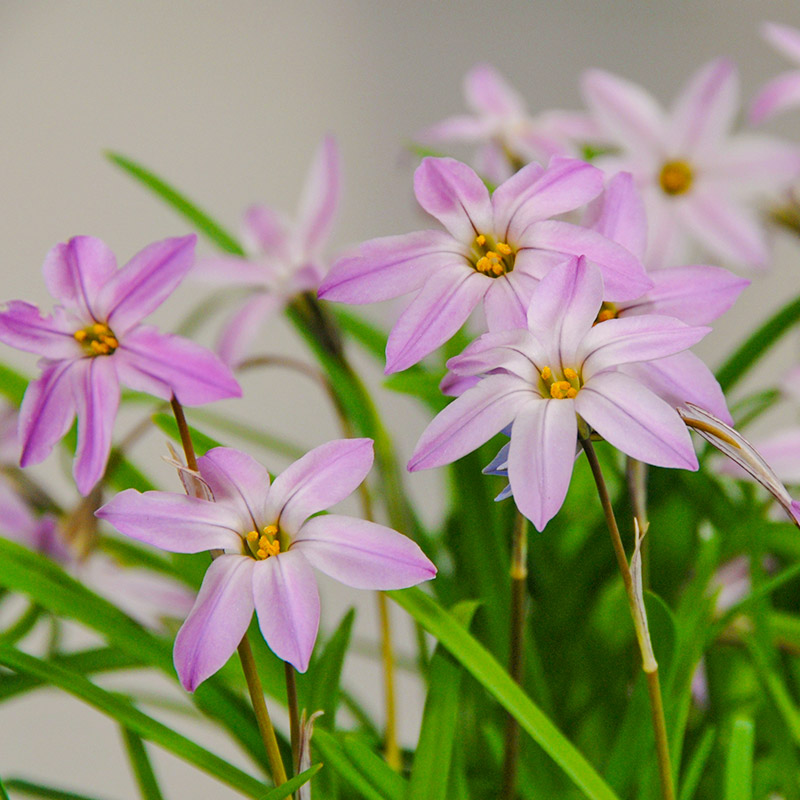 6610-Ipheon-Charlotte-Bishop