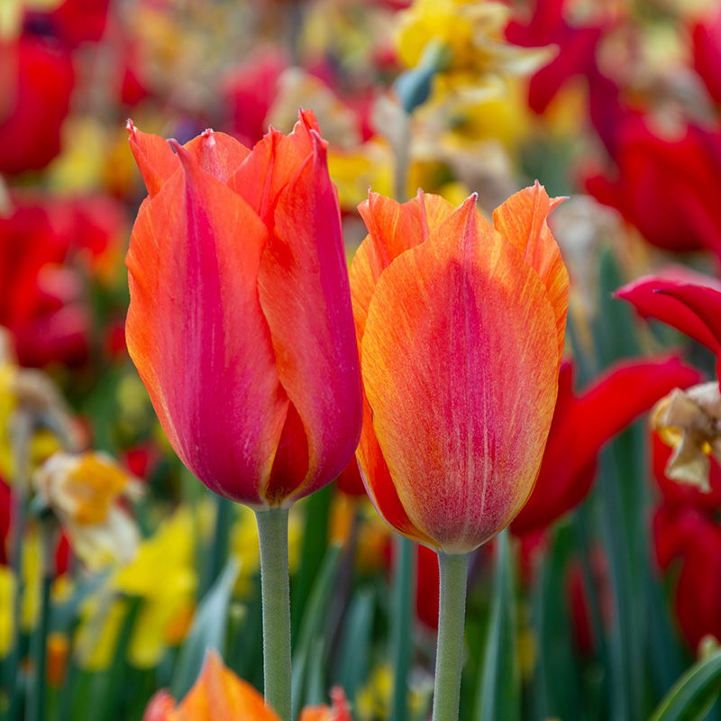 2087-Tulipa-El-Nino Tulip El Nino