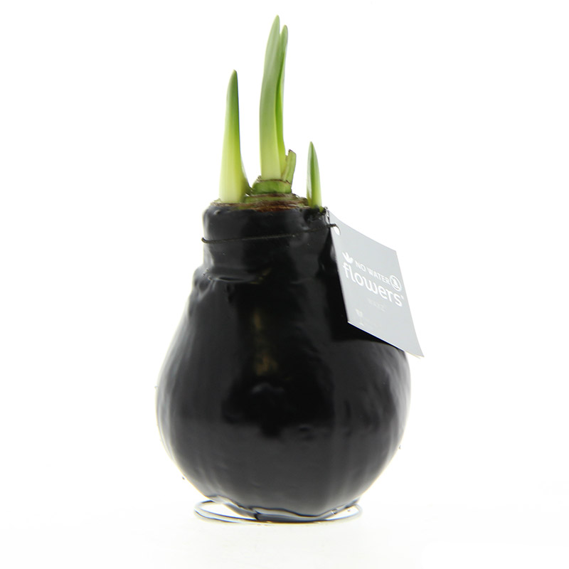 Wax Amaryllis Zwart