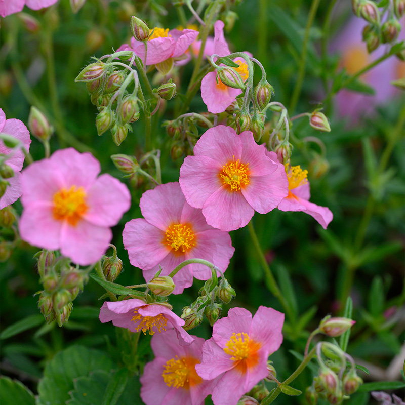 Rock rose (Helianthemum) 'Lawrenson's Pink'