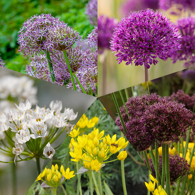 Flower Bulb Collection Alliums à 250