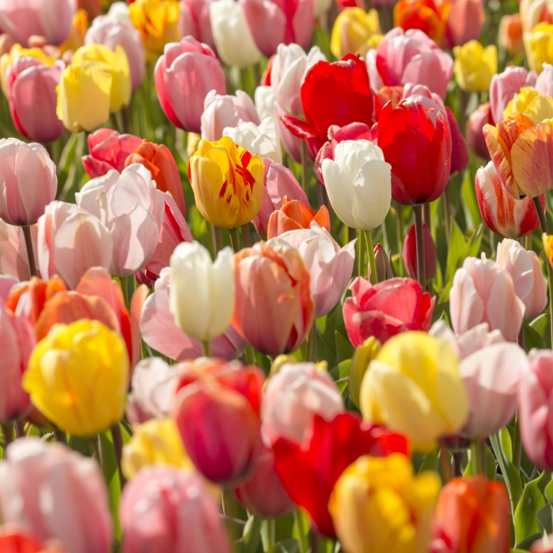 2077 Tulip Darwin Hybrid Mix