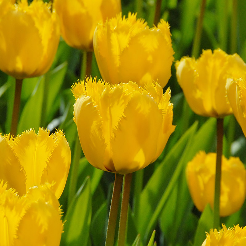 2590-Tulipa-Crystal-Star Tulipa Crystal Star®