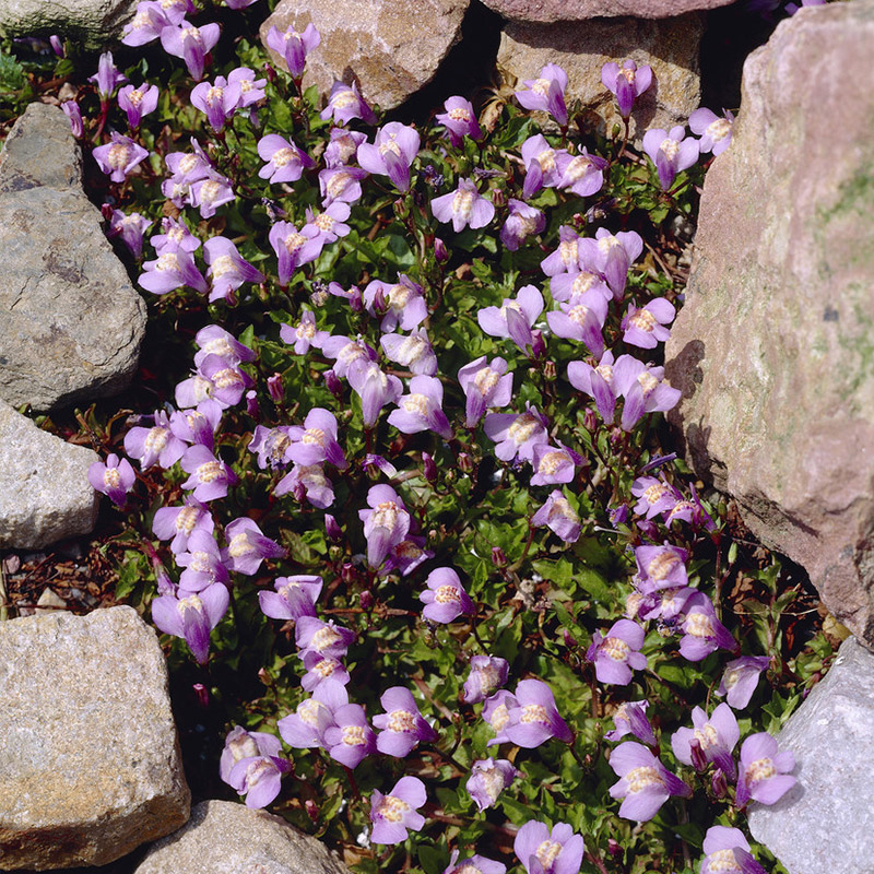 Mazus reptans