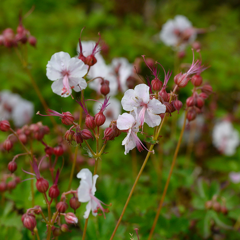 Cranesbill (Geranium cant.) 'Biokovo'