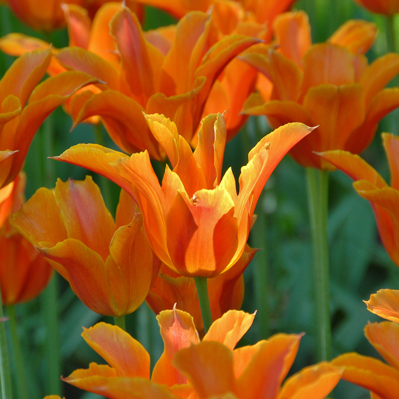Tulip Ballerina